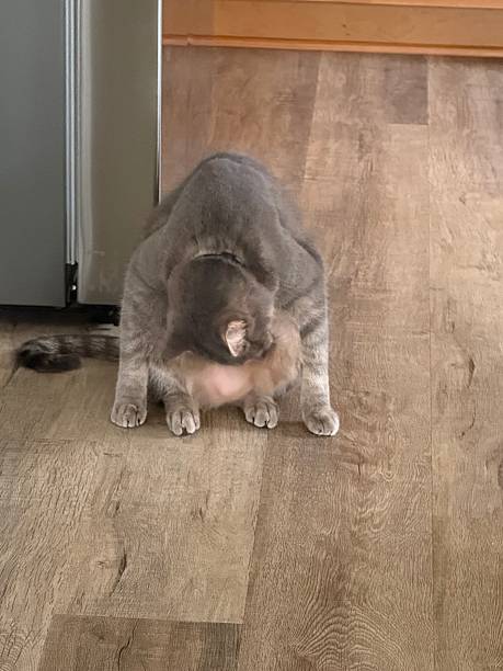 istock Cat sitting in a weird position. 2248419891