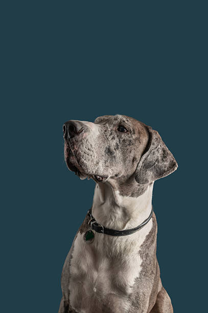 istock Lincoln the blue merle mantle Great Dane sits for some expressive studio portraits 2248420716