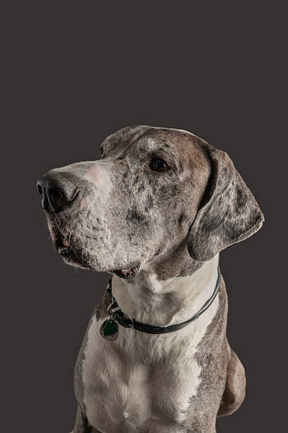 istock Lincoln the blue merle mantle Great Dane sits for some expressive studio portraits 2248420736