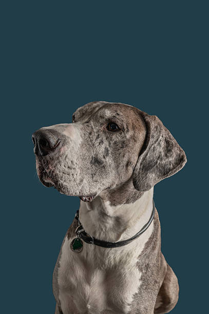 istock Lincoln the blue merle mantle Great Dane sits for some expressive studio portraits 2248420739