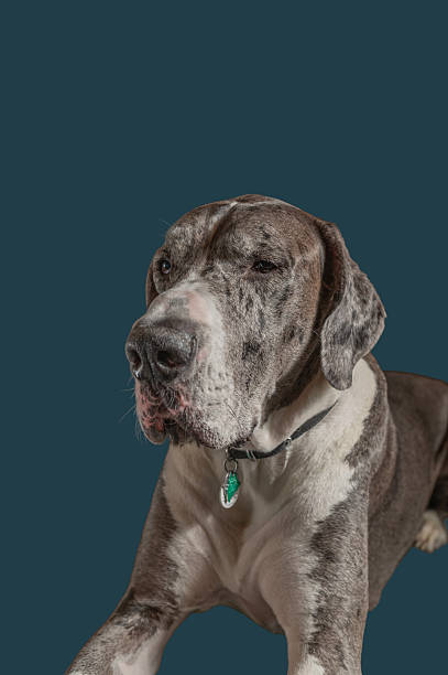 istock Lincoln the blue merle mantle Great Dane sits for some expressive studio portraits 2248420749