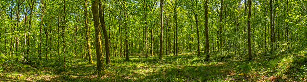 istock Idyllic forest dappled sunlight deep in woodland tree wilderness panorama 2248422784