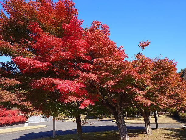 istock Red autumn leaves in Japan 2248423021