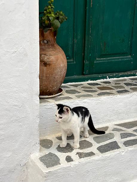 istock Street cats of Greece 2248423521