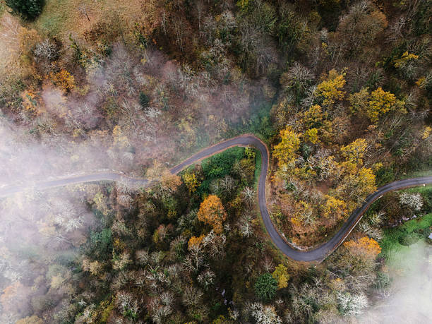 istock Winding road in a forest from above 2248424160