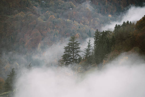 A mountainside with trees and fog