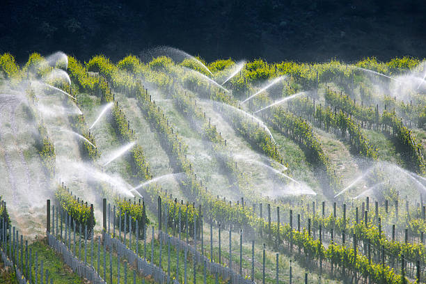 istock Irrigation of grape vines 2248425173