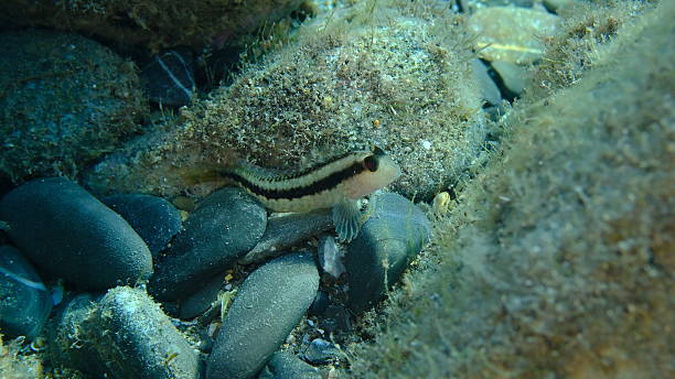 istock Ringneck blenny (Parablennius pilicornis) undersea, Ligurian Sea 2248425667