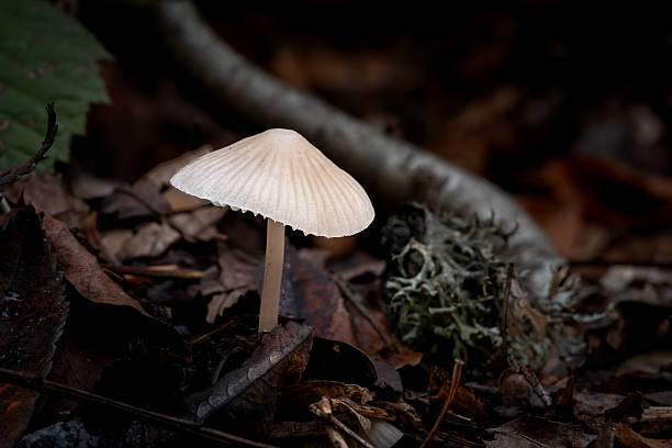 Macro photograph of a slender brown mushroom growing among fallen leaves on the forest floor. The soft, blurred woodland background highlights the fragile cap and thin stem, creating a peaceful autumn atmosphere. Ideal for themes related to nature, fungi, forests, ecology, and wild landscapes.