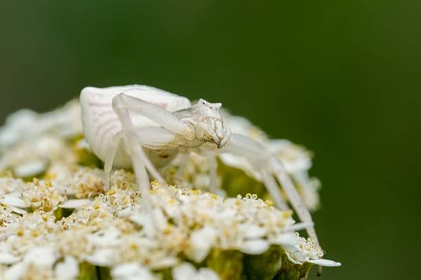 istock Delicate, white crabspider rests motionless amidst the tiny blooms, an exercise in camouflage with white flower petals. 2248428366