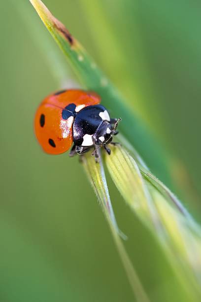 istock A vivid macro shot captures a ladybug perched delicately on a vibrant green plant stem, showcasing its striking colors and intricate details. 2248428368