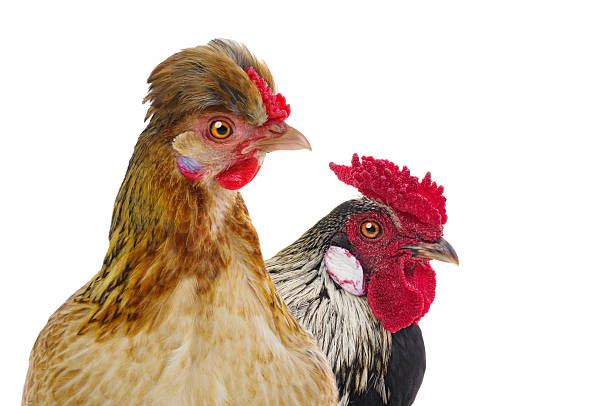 istock rooster and chicken isolated on white background 2248428396