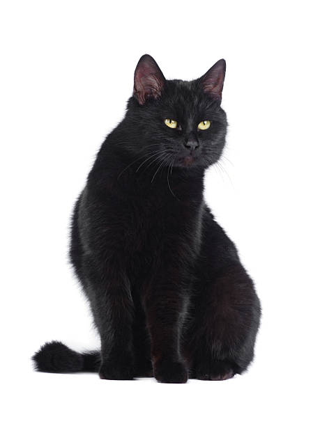 istock Black cat with green eyes isolated on white background 2248428400