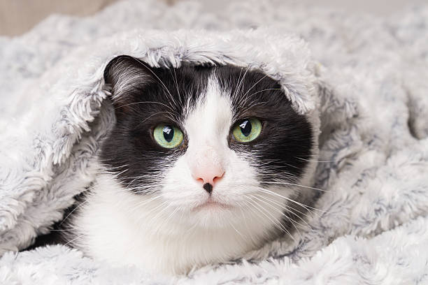 istock Cozy cat wrapped in a blanket, enjoying warmth during cold winter days at home 2248428627