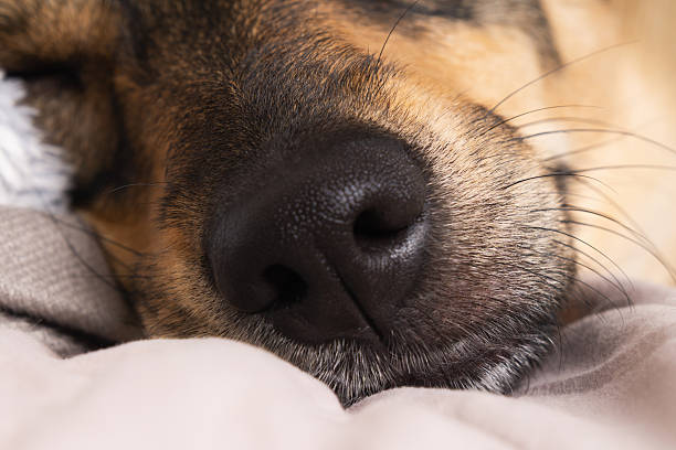 istock Peaceful dog sleeping comfortably on plaid blanket during cold winter afternoon 2248428636