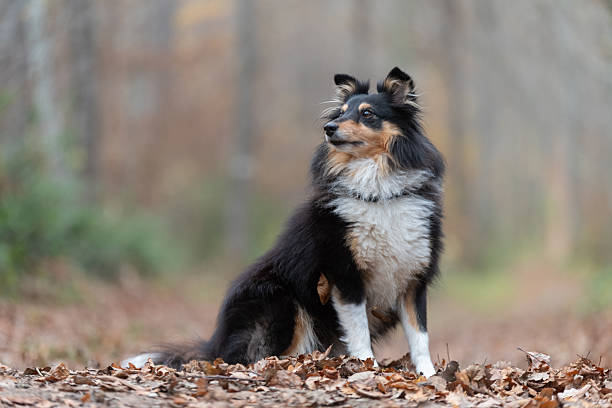 A Shetland Sheepdog in a forest