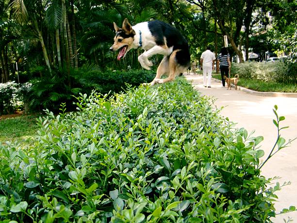 Mutt dog jumping in the wood