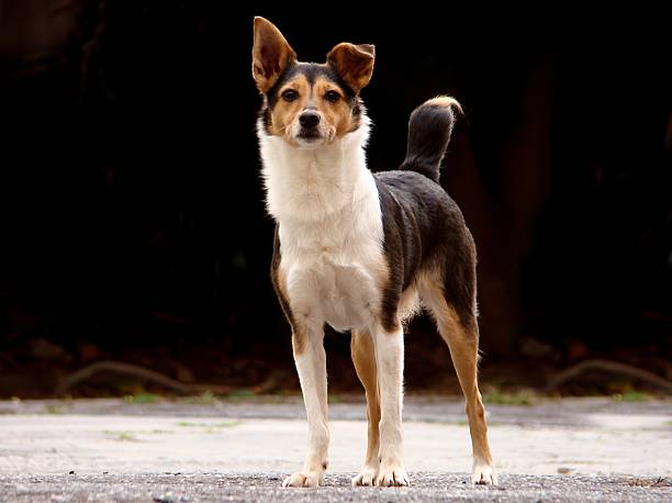 A dog looking stright to the camera starring black background outdoor