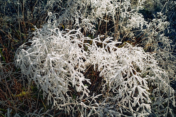Dry winter grass in wild field covered white frost. The first frosts on grass. Selective focus