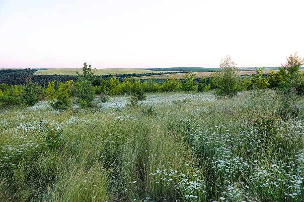 Landscape with trees and wildflowers swaying gently in the breeze, fields visible in the background, and soft, pastel sky overhead.