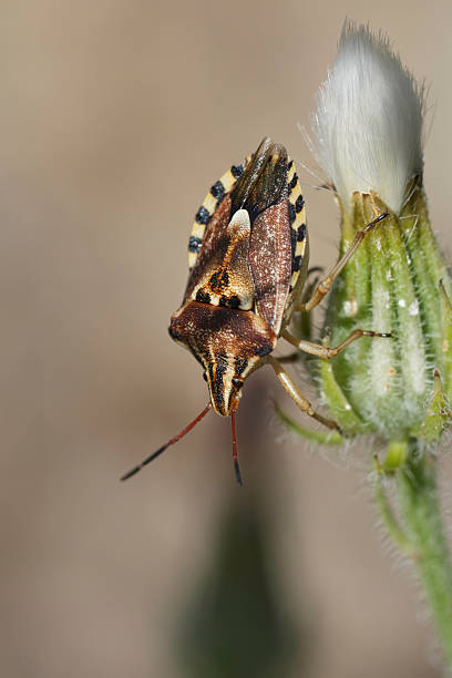 Natural closeup on a Mediterranean Codophila varia shield bug on top of vegetation