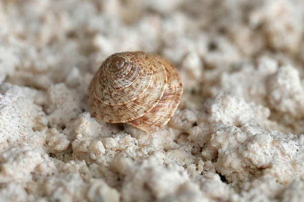 Natural closeup on a European terrestrial pulmonate gastropod mollusk, Trochoidea elegans from Gard, France