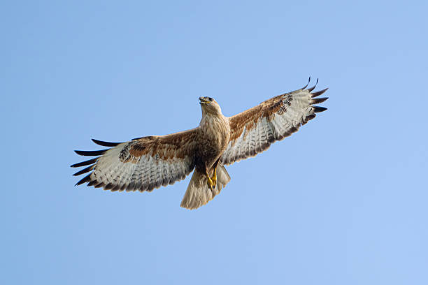 istock Long-legged Buzzard Buteo rufinus flying in the sky 2248433795