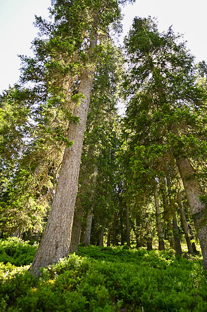 Tall pine trees growing in a green undergrowth on a sunny day