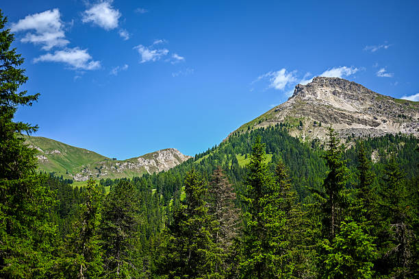 Lush green forest covering mountain slopes under a clear blue sky