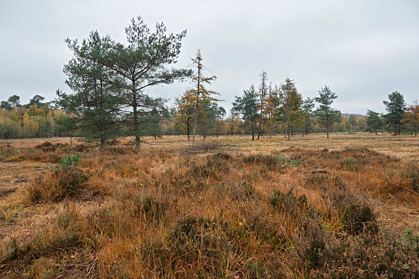istock Autumn landscape with trees and tall brown grass under a cloudy sky. Quiet nature scene, perfect for reflecting and enjoying nature. 2248434734