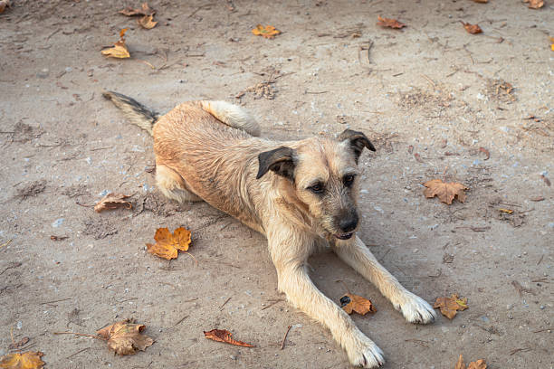 istock A Yellow Street Dog Lying 2248435494