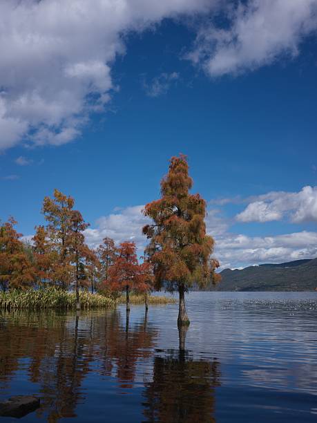 Tall orange bald cypress trees standing in the clear blue waters of Erhai Lake on a bright autumn day, creating a striking seasonal landscape.