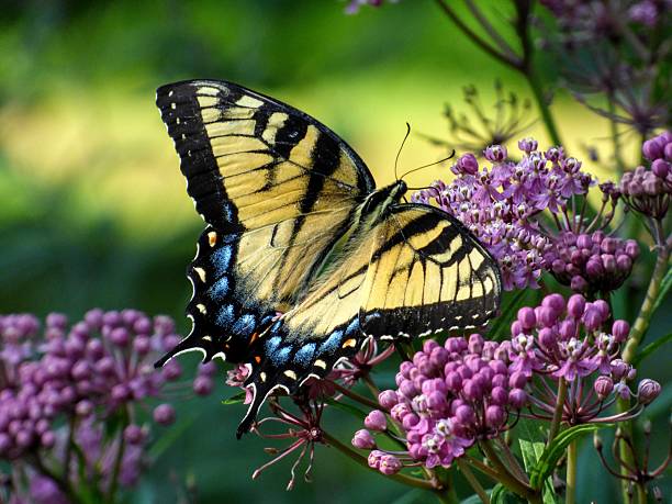 istock Yellow Swallow tail butterfly and flowers 2248436632