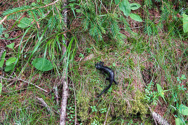 A black salamander rests on the forest floor amidst greenery, branches, and moss, blending seamlessly with its natural environment.