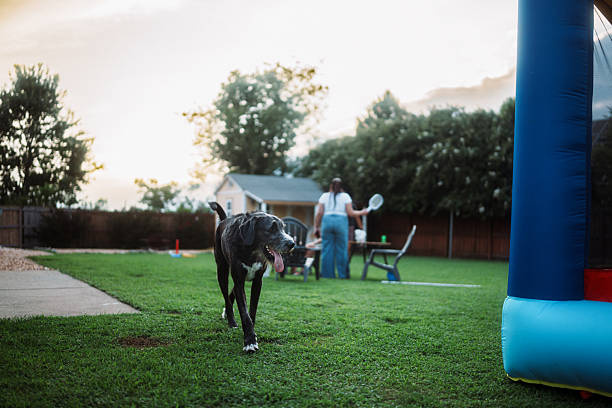 A large dog walks toward the camera across a backyard with an inflatable bounce house, while family members gather in the background for a casual summer birthday celebration at a suburban home.