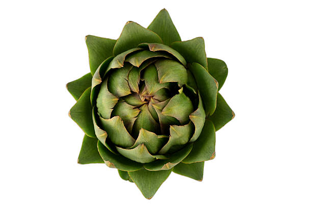 French artichoke isolated on white background. File contains clipping path.