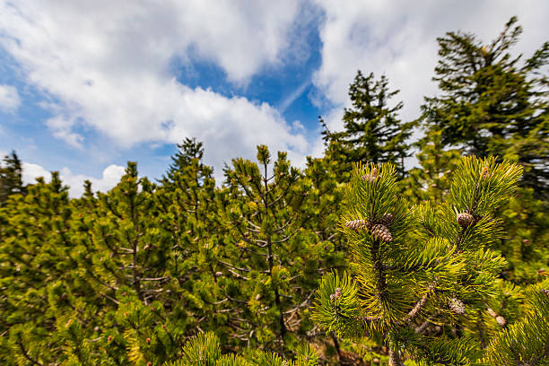 A lush pine forest stretches toward a partly cloudy sky. Close-up foreground shows vivid needles and tiny cones, capturing the fresh, natural mood of outdoors, perfect for nature, travel, or forest lifestyle projects.