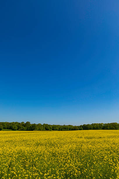A vast field of yellow canola blooms stretches to the horizon, framed by a lush treeline beneath a crisp blue sky. Ideal for themes of nature, summer, growth, and open spaces.