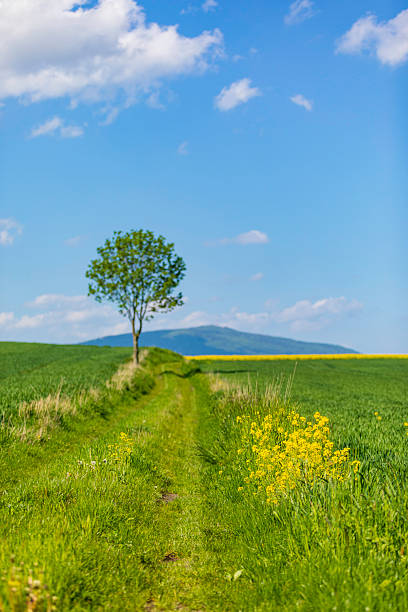 istock Serene countryside path with a lone tree, green fields, and a blue sky on a sunny day 2248438942