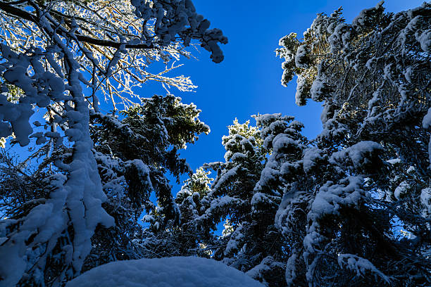 A tranquil winter forest filled with snow-covered fir trees, capturing the quiet beauty and pure atmosphere of the season.
