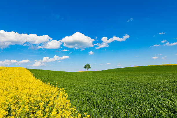 Field of yellow flowers in a park in Den Bosch (‘s-Hertogenbosch)