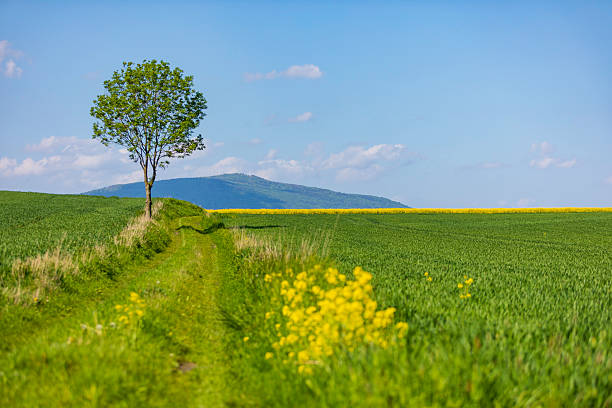 istock Tranquil countryside landscape with lone tree along a grassy path under a blue sky and distant hills 2248439130