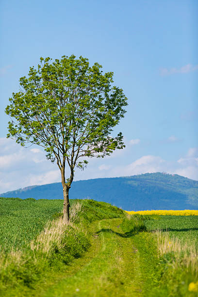 istock Solitary tree beside a dirt path in a lush green field under a clear blue sky 2248439139