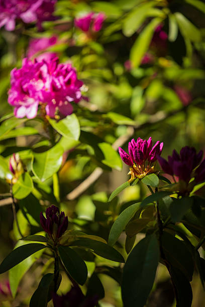 Close-up of vivid pink flower buds and blooms on a verdant shrub, bathed in warm sunlight. This image conveys freshness, growth, and natural beauty for nature, garden, and outdoor lifestyle themes.