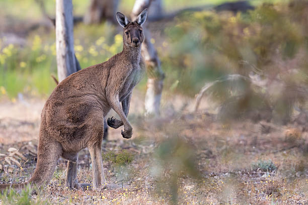 istock Western grey kangaroo, Dryandra woodland 2248440545