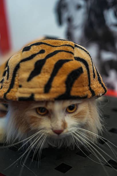 A fluffy cat wearing a tiger-striped hat, with large yellow eyes staring directly at the camera. The cat's fur is soft, and it sits calmly on a table with a blurred background. The atmosphere is playful and cute.