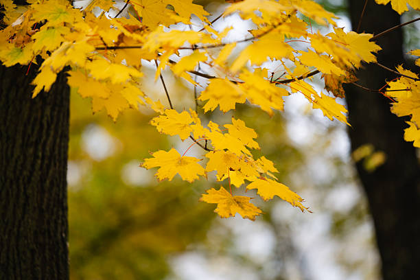 A close-up view of bright yellow maple leaves glowing in strong autumn sunlight. The soft bokeh in the background enhances the vivid color and delicate leaf structure. The scene captures the warm, atmospheric beauty of fall foliage.