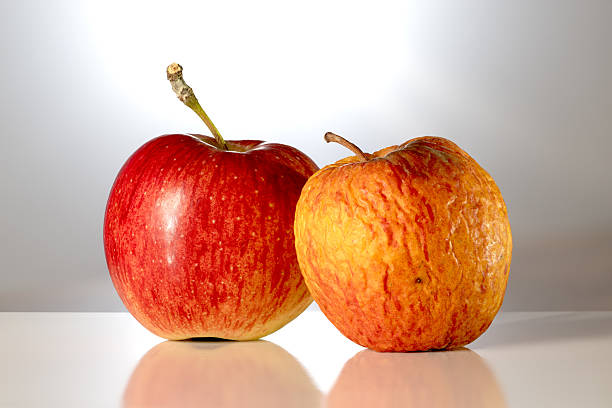 istock Back-lit Studio Shot of Vibrant Apple and Decaying Wrinkled Apple on Reflective Surface 2248441023