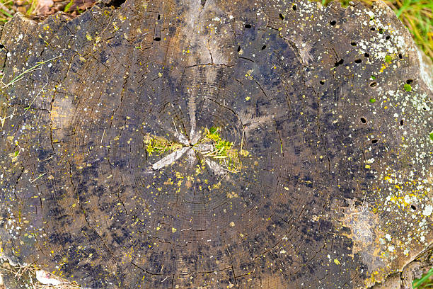 istock cross section of old stump 2248443352