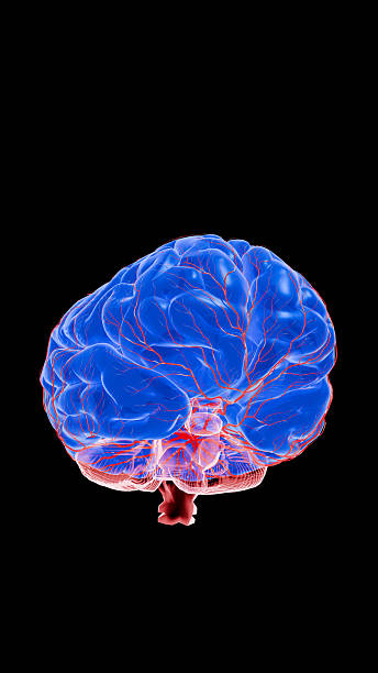 istock Blue brain with vivid neural pathways and synaptic impulses, portraying cognitive neuroscience, decision-making and mental performance – 3D Rendering 2248446197
